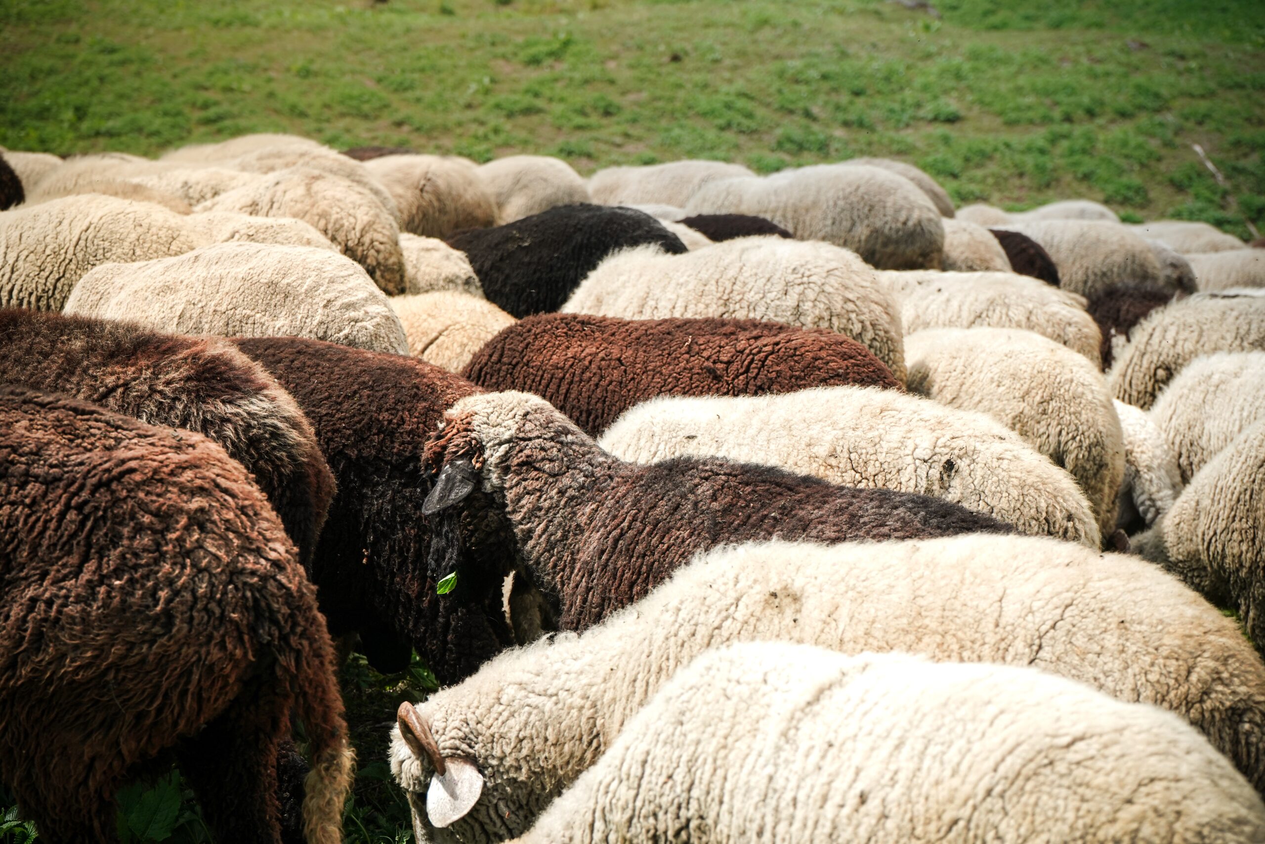 The sheep grazing in the green fields