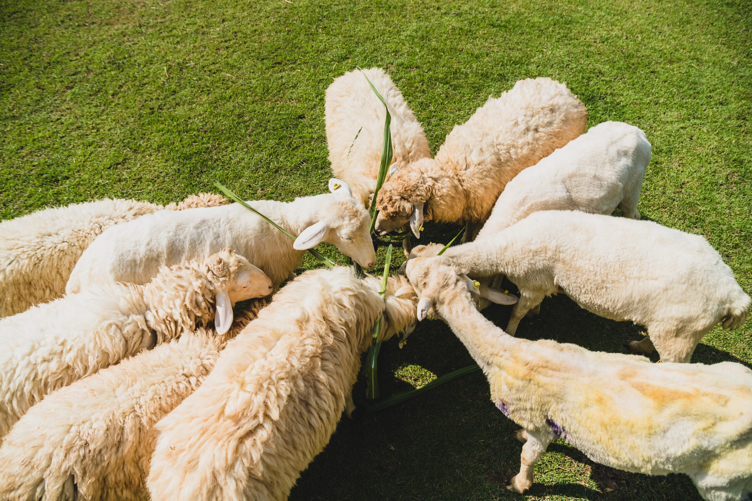 Sheep on green grass in farm
